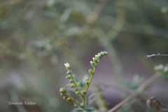 Heliotropium bacciferum